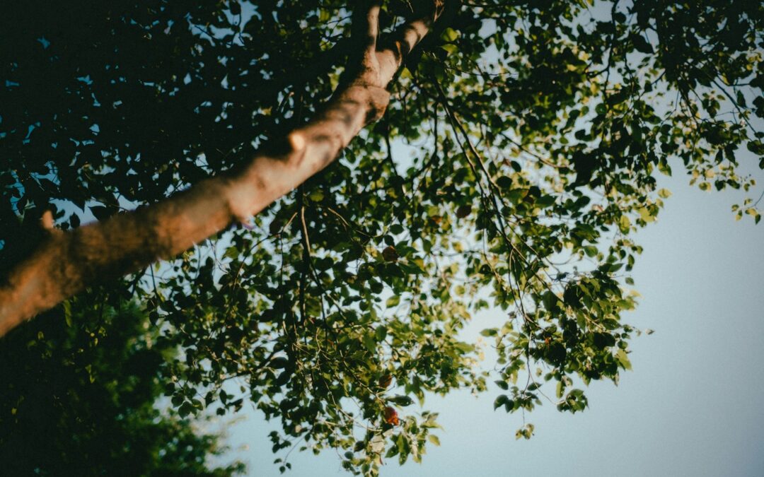 arborist för beskärning av träd